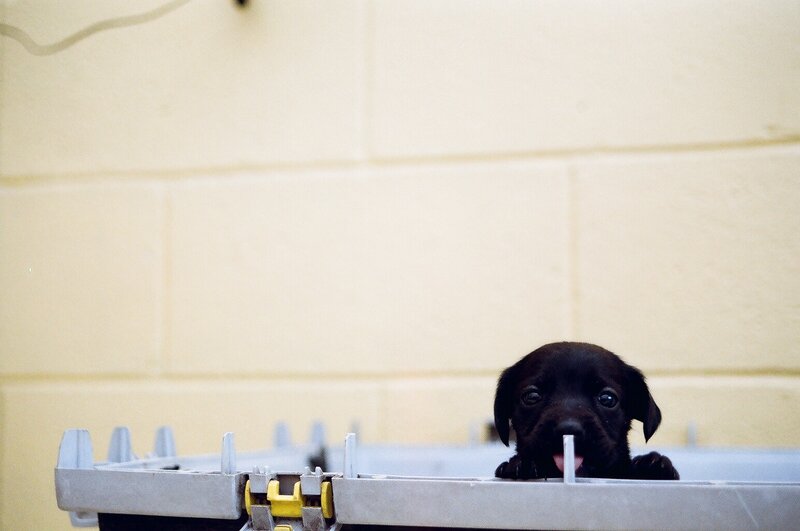 black puppy in a container