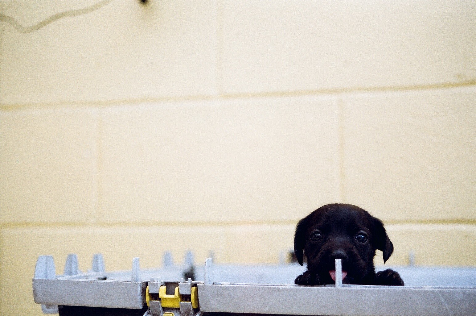 black puppy in a container