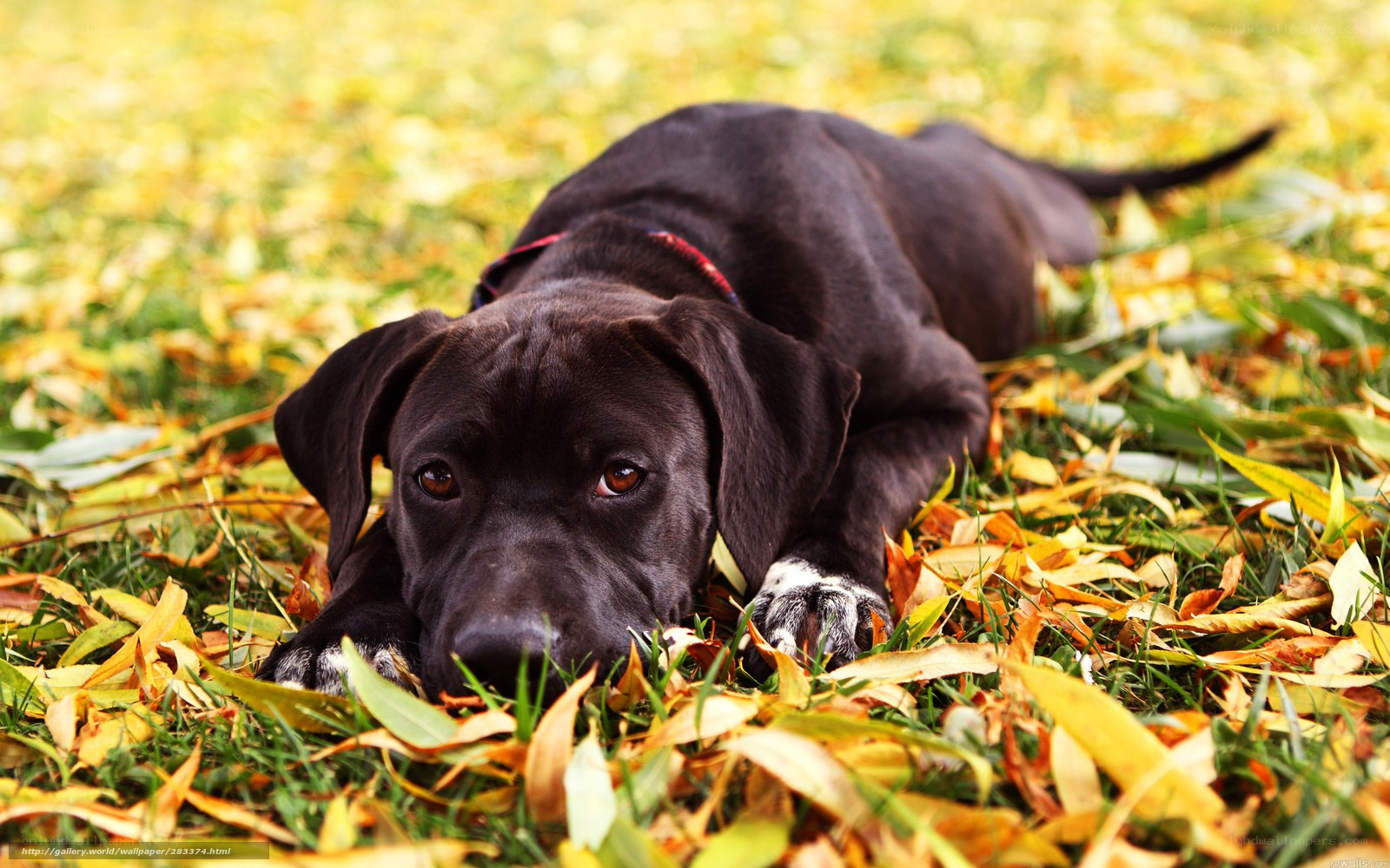 black puppy in autumn leaves