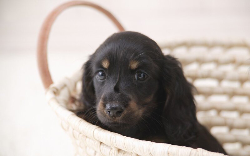 Black Puppy in Basket — Calm