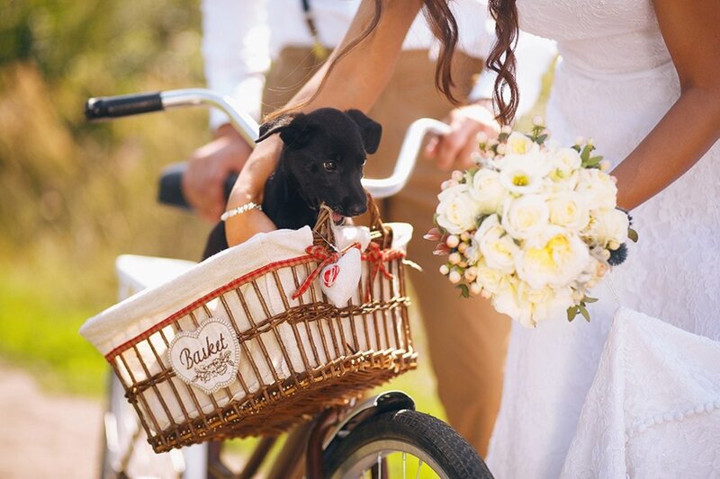 Black Puppy in Basket