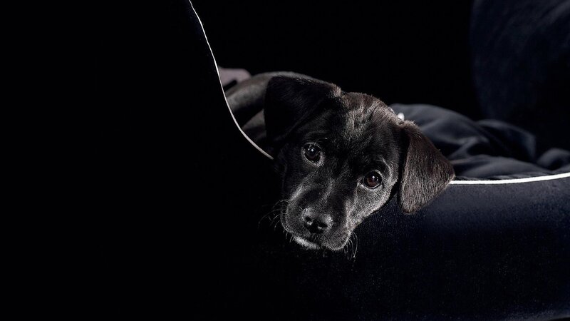 Black Puppy in Bed — Dramatic