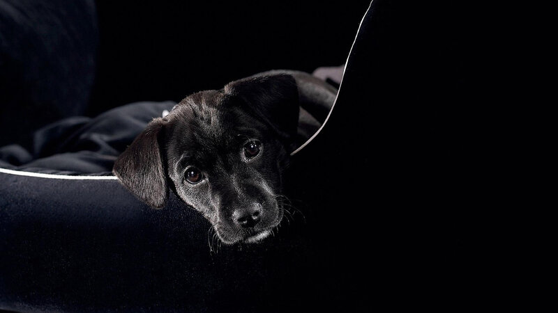 Black Puppy in Bed