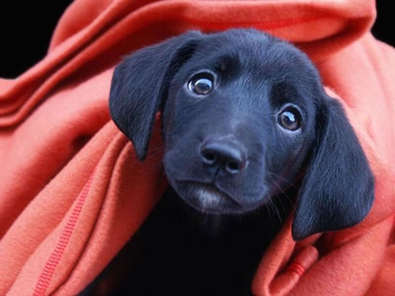 Black Puppy in Blanket — Calm