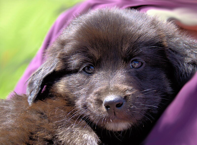Black Puppy in Blanket — Purple