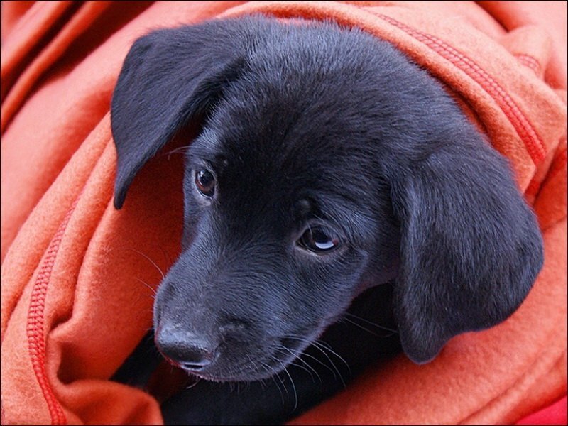 Black Puppy in Blanket