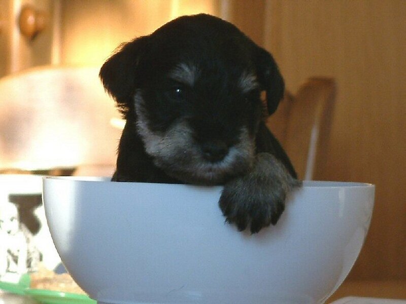 Black Puppy in Bowl