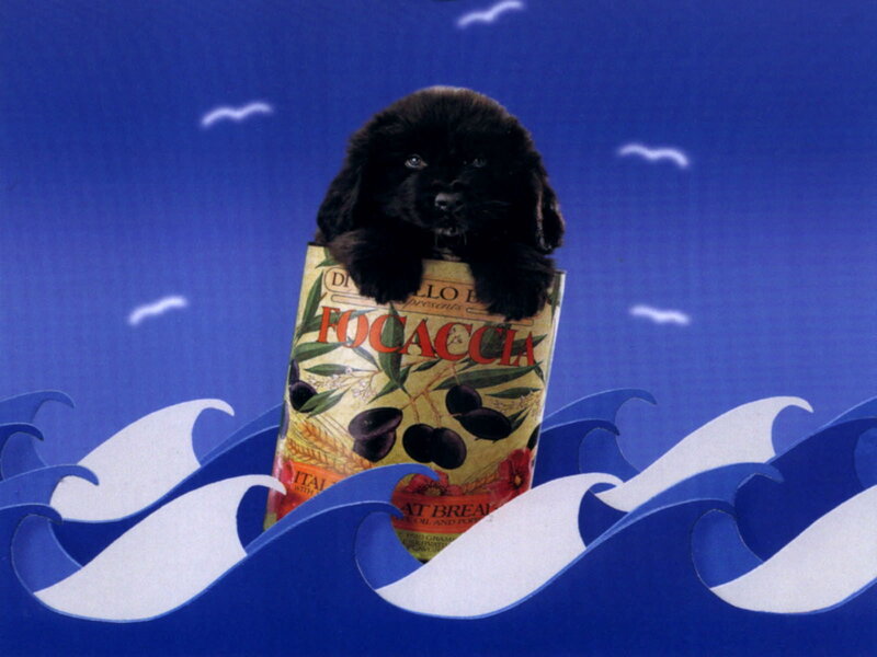 Black Puppy in Can