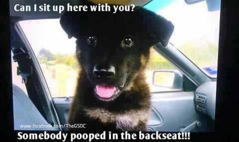 Black Puppy in Car