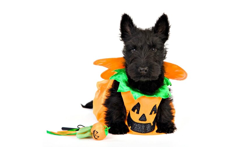Black Puppy in Costume