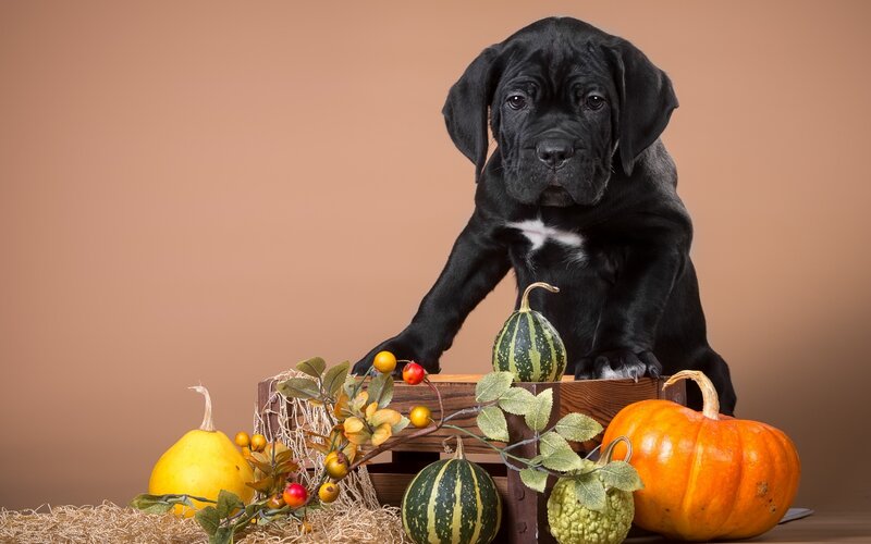 Black Puppy in Crate