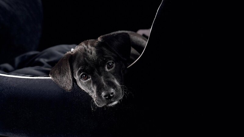 black puppy in dark setting