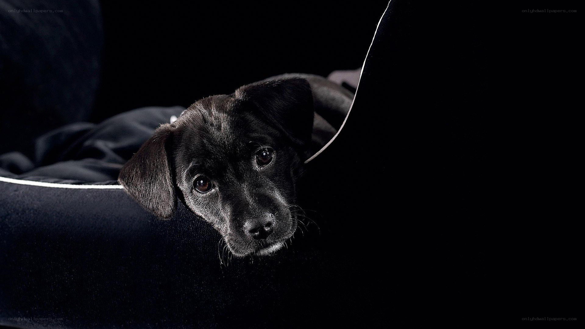 black puppy in dark setting