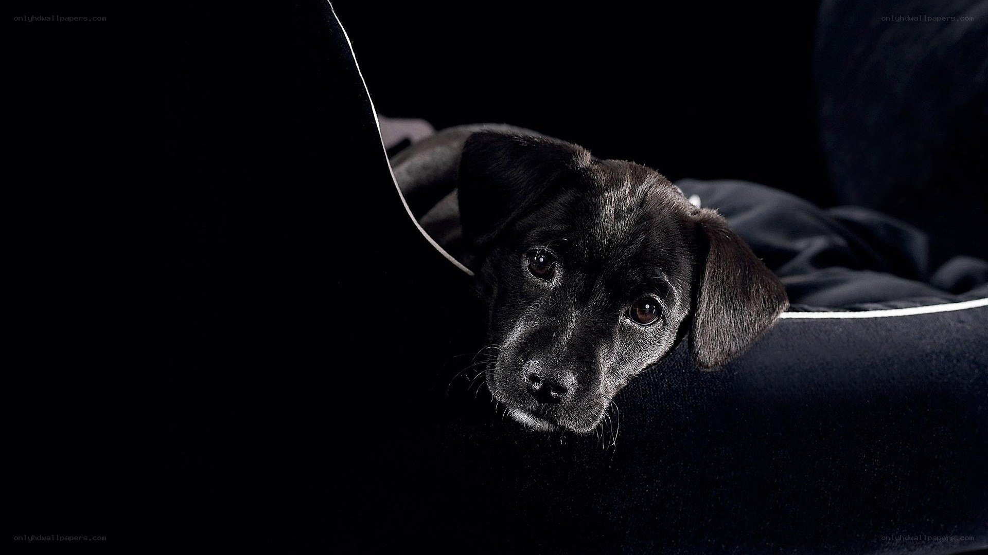 black puppy in dark setting