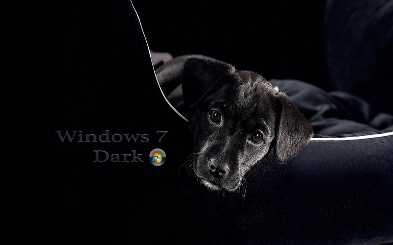 Black Puppy in Dark