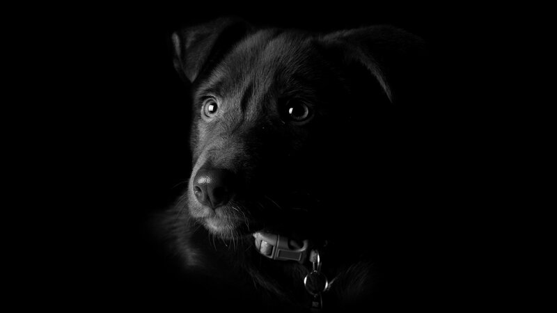 Black Puppy in Darkness