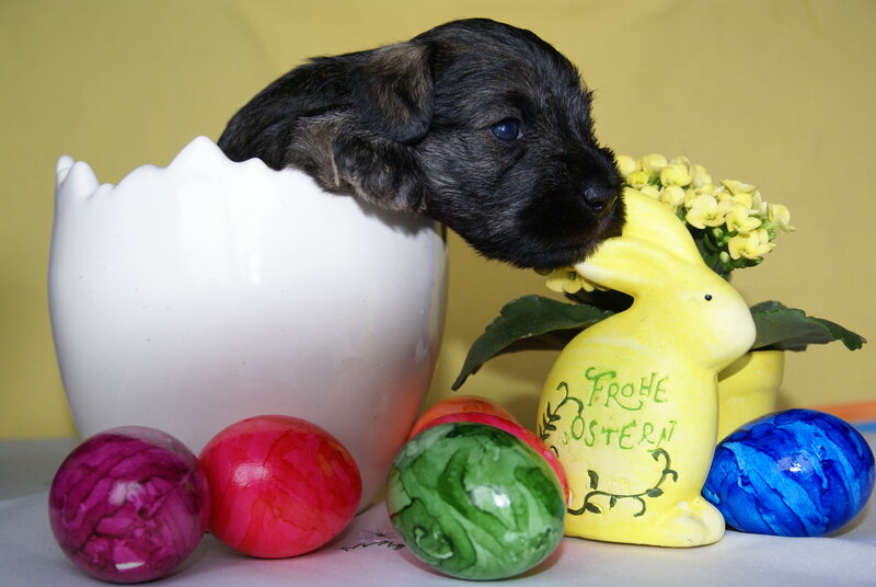 Black Puppy in Egg