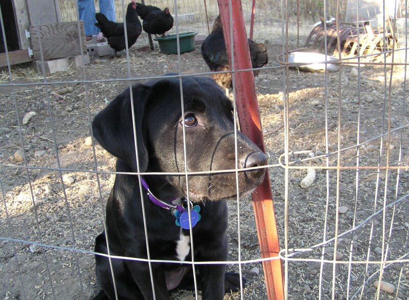 Black Puppy in Enclosure