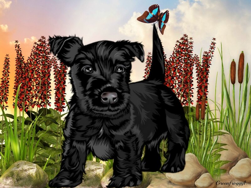Black Puppy in Field — Serene