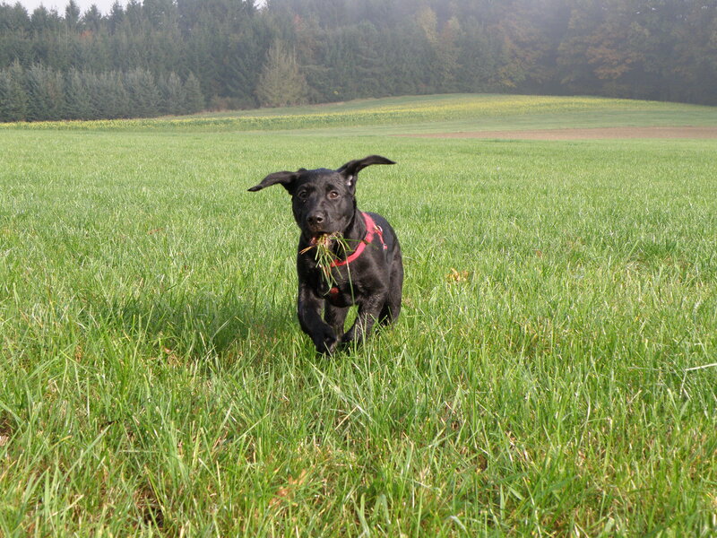 Black Puppy in Field