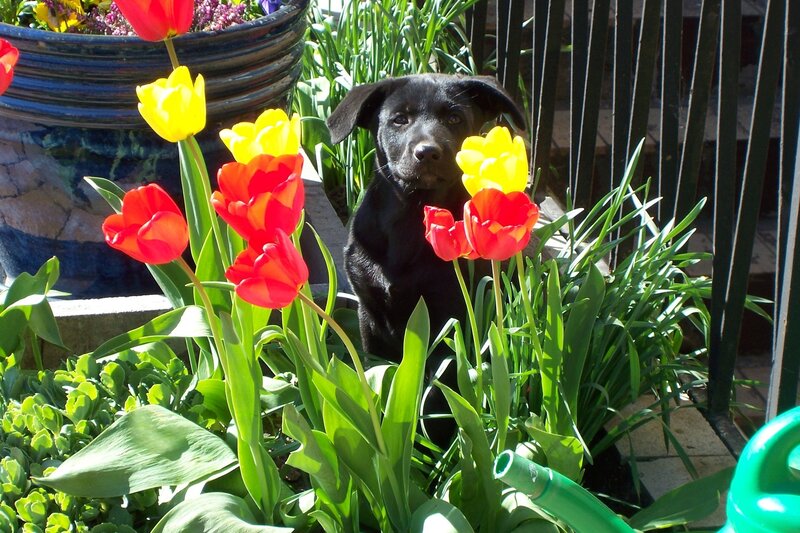 Black Puppy in Flowers