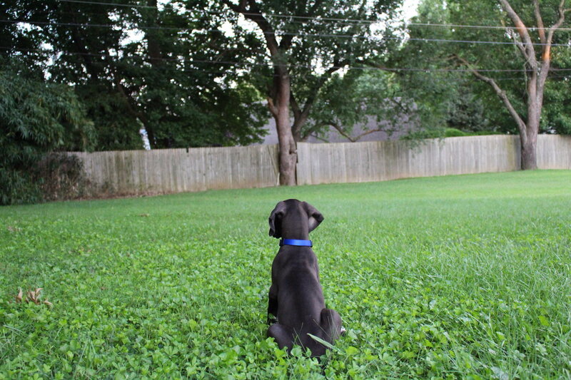 Black Puppy in Grass — Green, Calm, Afternoon, Photograph
