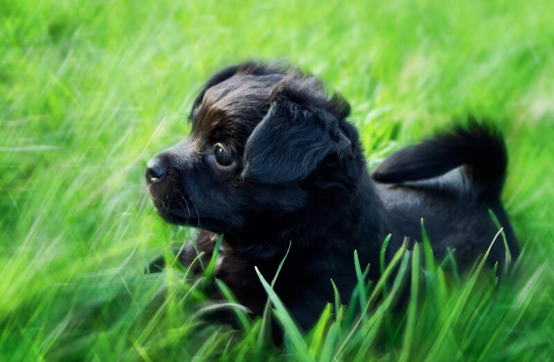 Black Puppy in Grass — Green, Calm, Afternoon