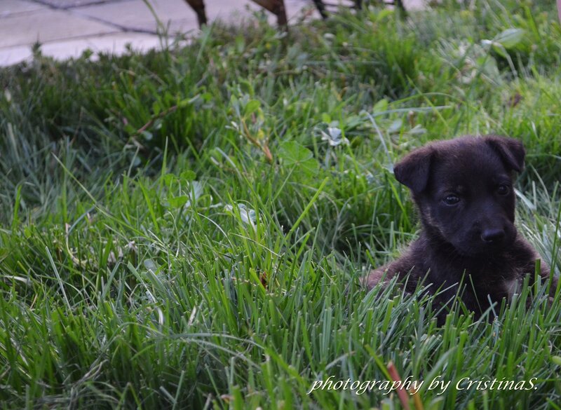 Black Puppy in Grass — Green, Calm