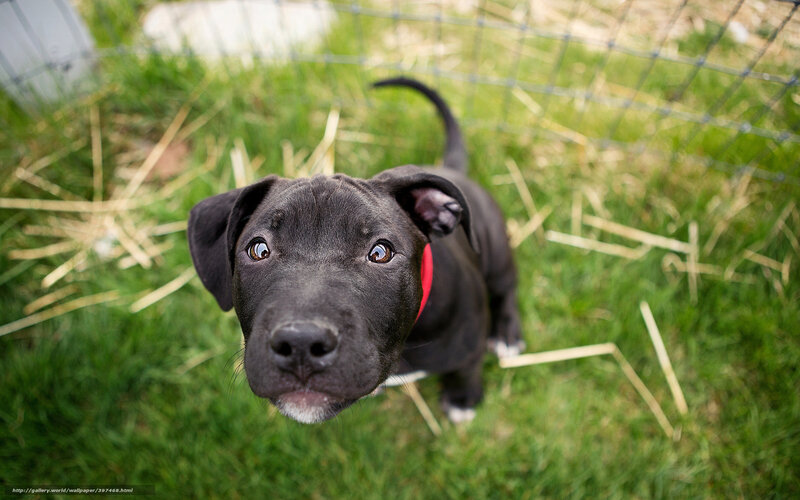 Black Puppy in Grass — Green, Curious, Afternoon