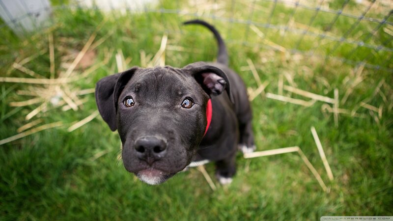 Black Puppy in Grass — Green, Curious