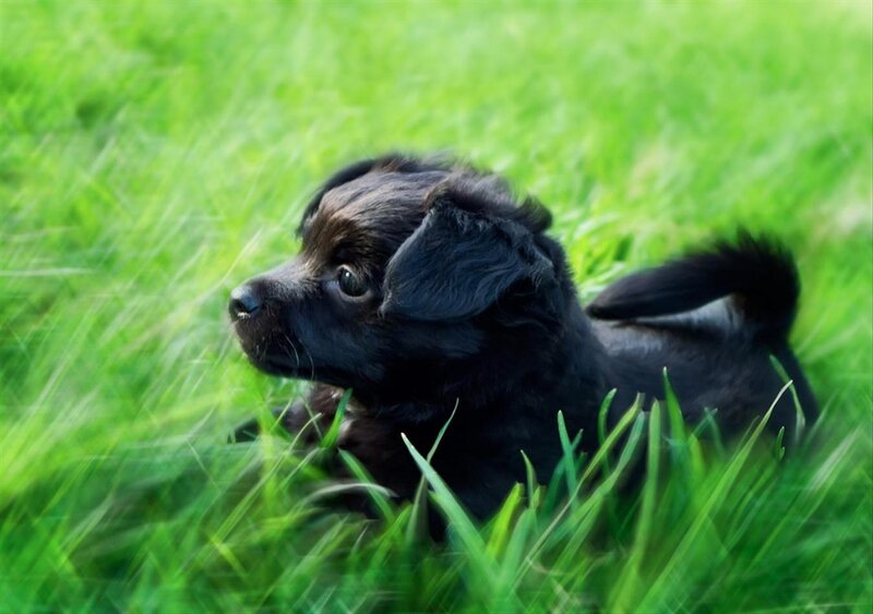 Black Puppy in Grass — Green
