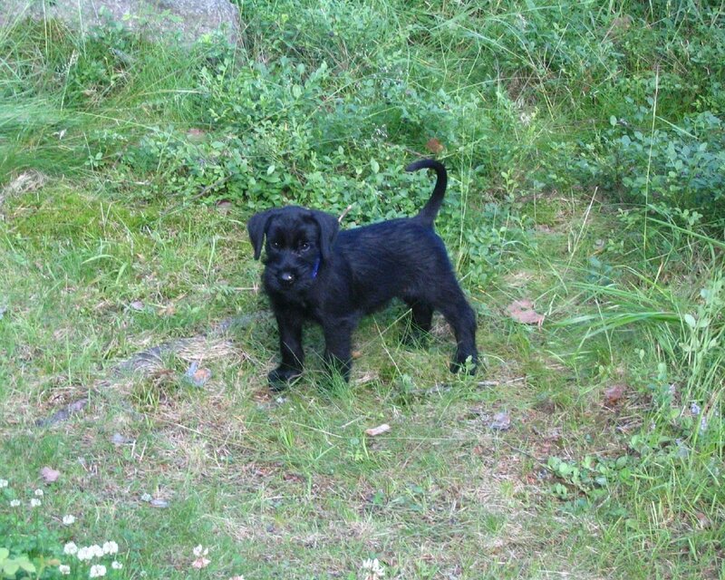 black puppy in grass
