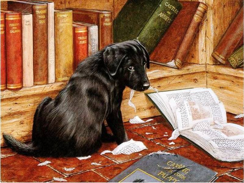 Black Puppy in Library — Calm