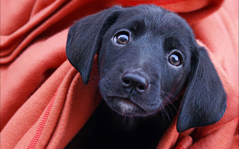 black puppy in orange blanket