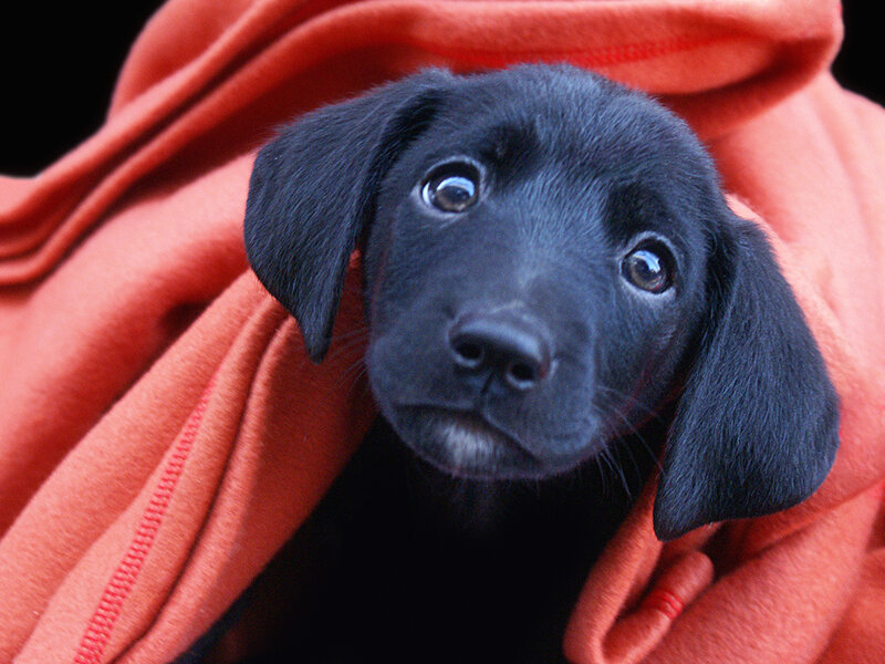 Black puppy in orange blanket