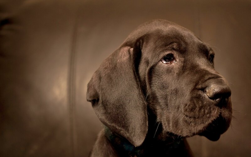 Black Puppy in Profile