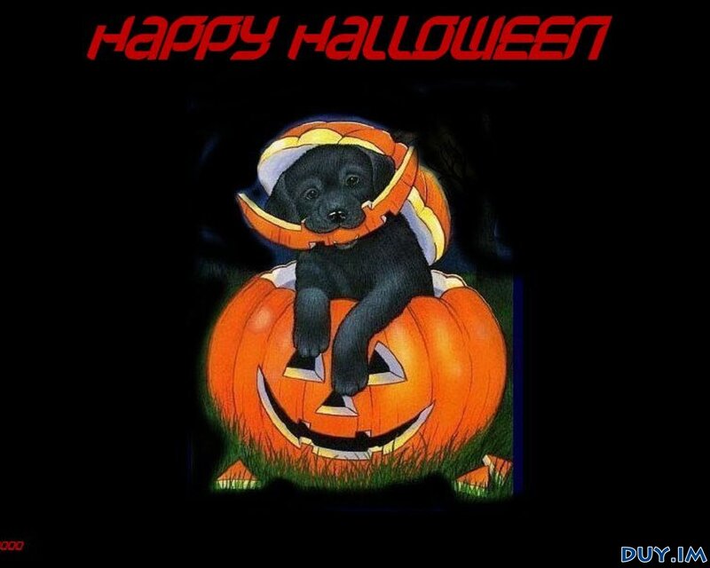 Black Puppy in Pumpkin — Orange