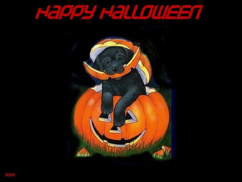 Black Puppy in Pumpkin