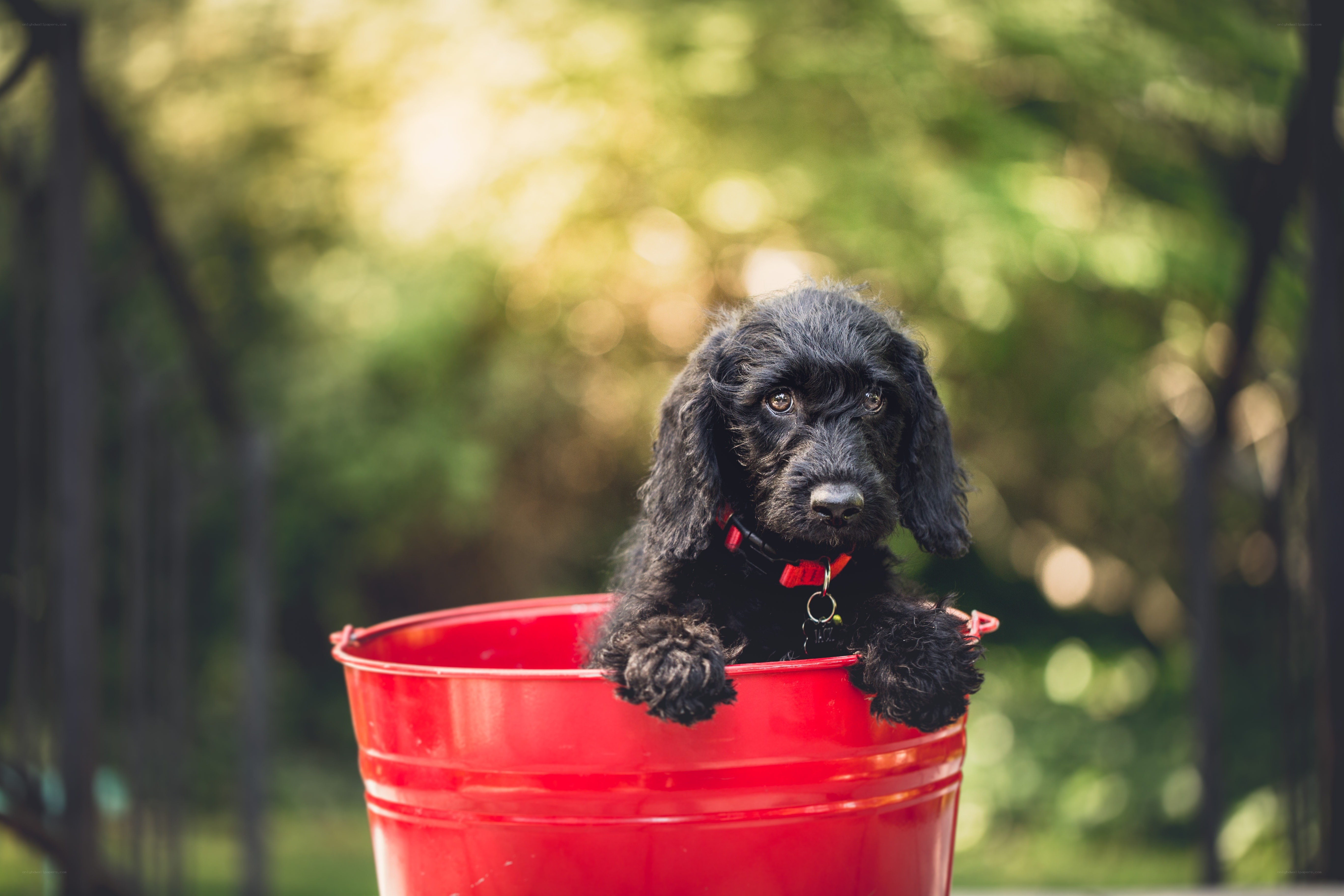 Black puppy in red bucket