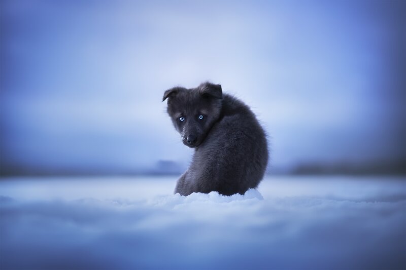Black Puppy in Snow — Blue