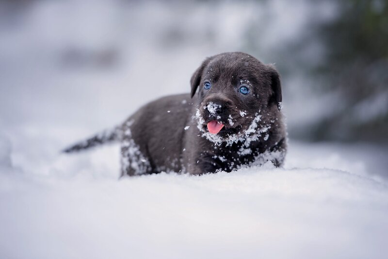 Black Puppy in Snow