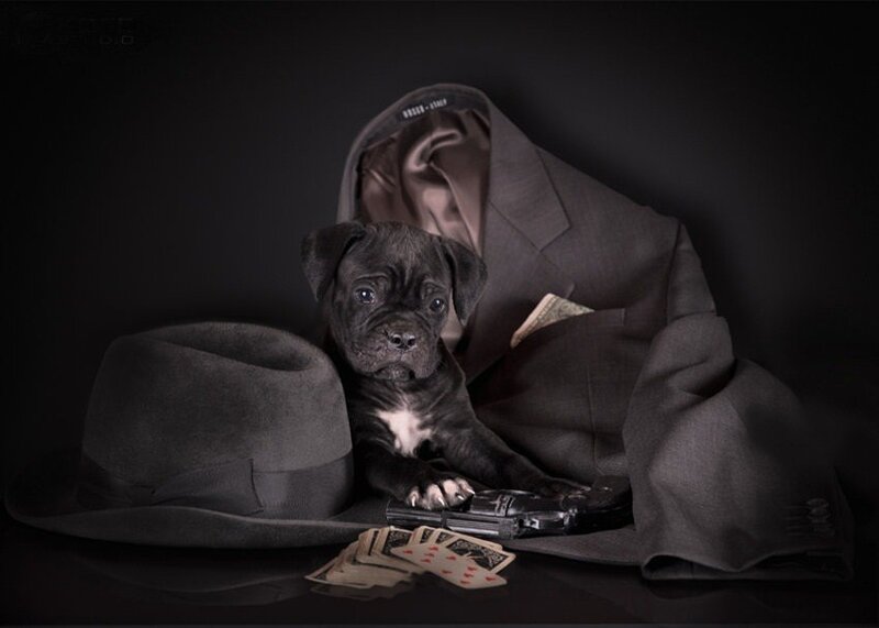 Black Puppy in Suit
