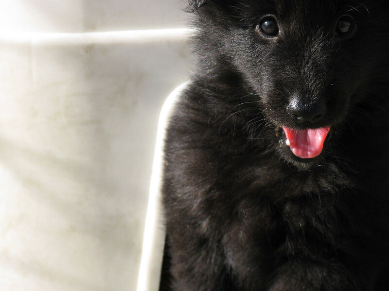 Black Puppy in Sunlight