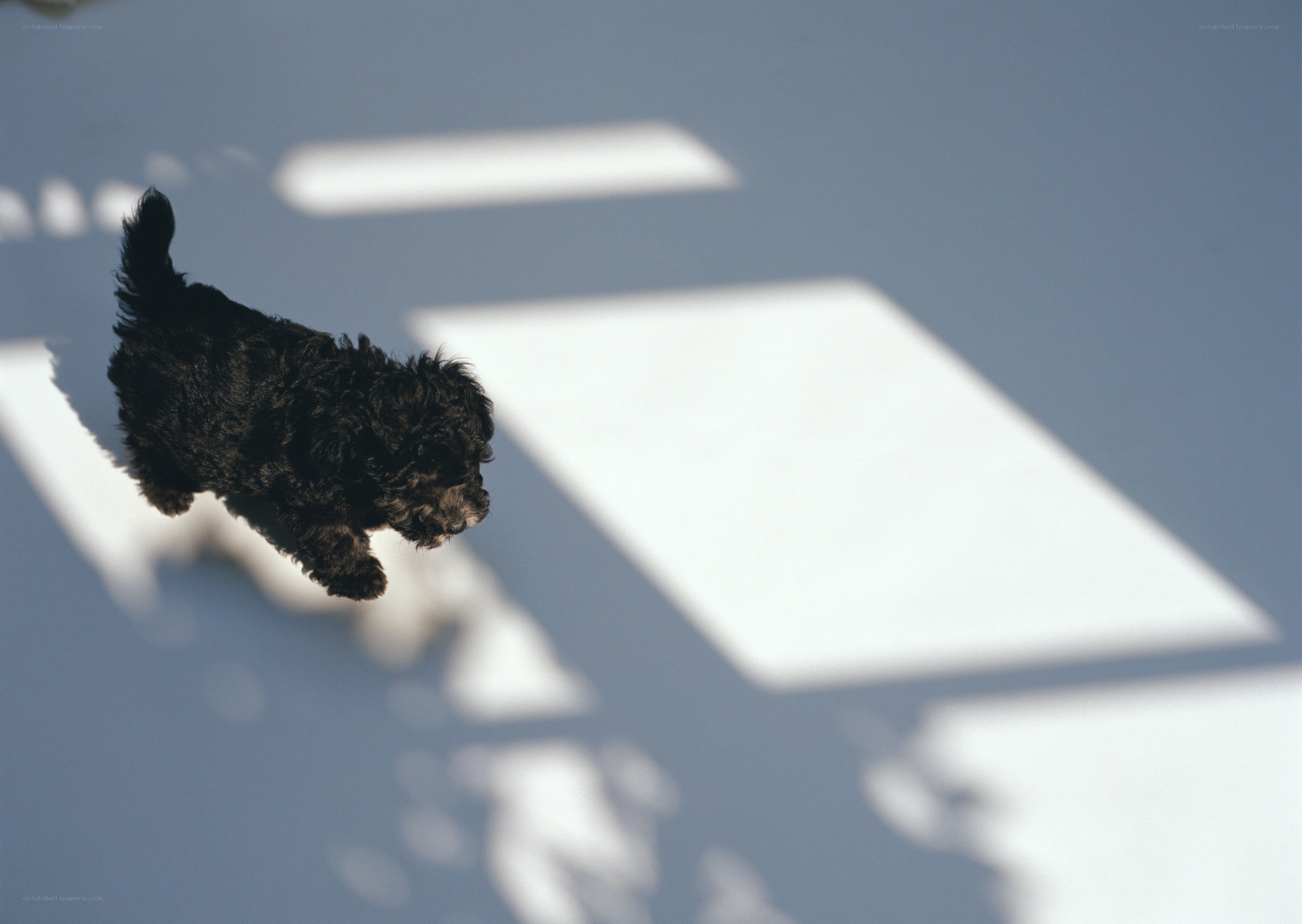 Black puppy jumping on pavement
