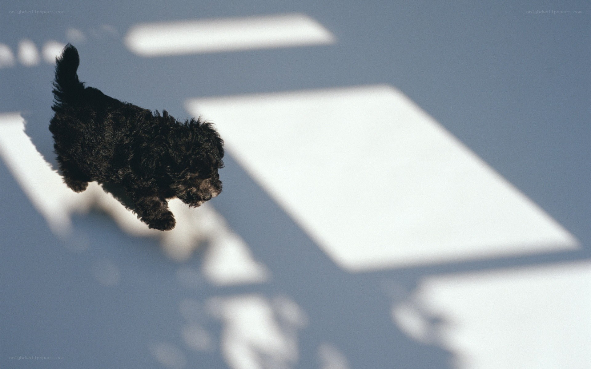 Black puppy jumping on pavement