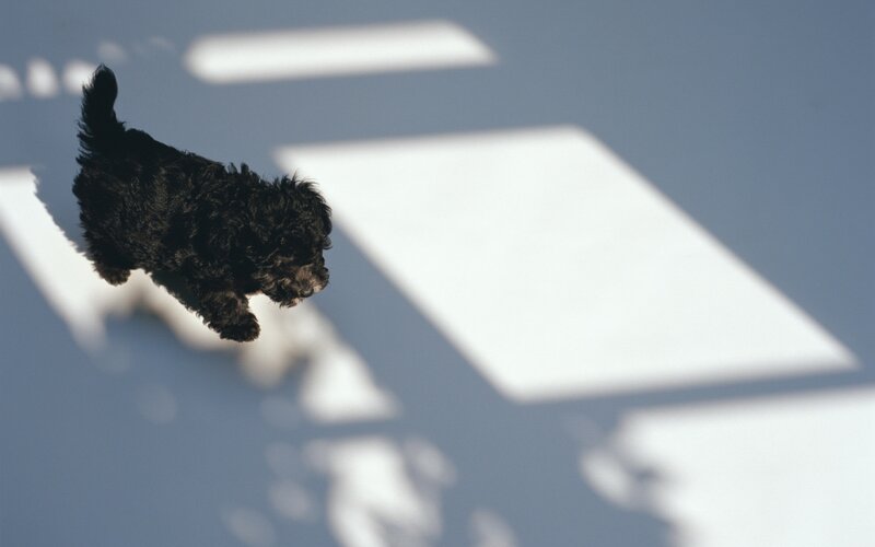 black puppy jumping on pavement