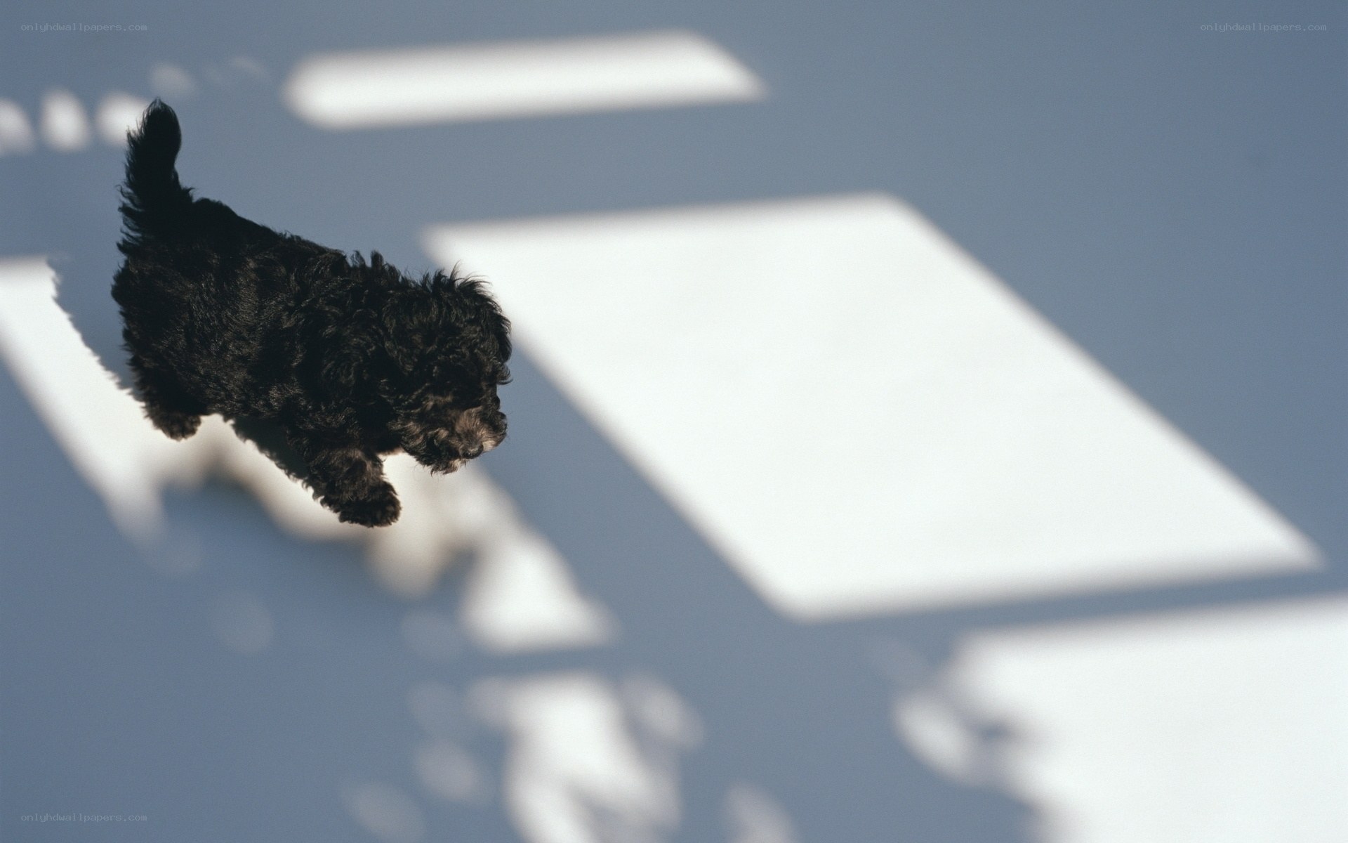 black puppy jumping on pavement