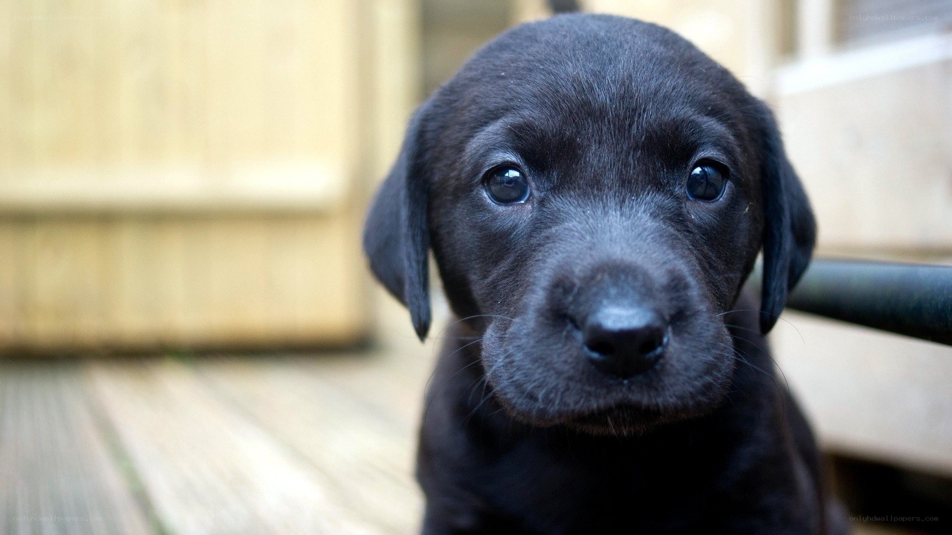 black puppy looking at camera