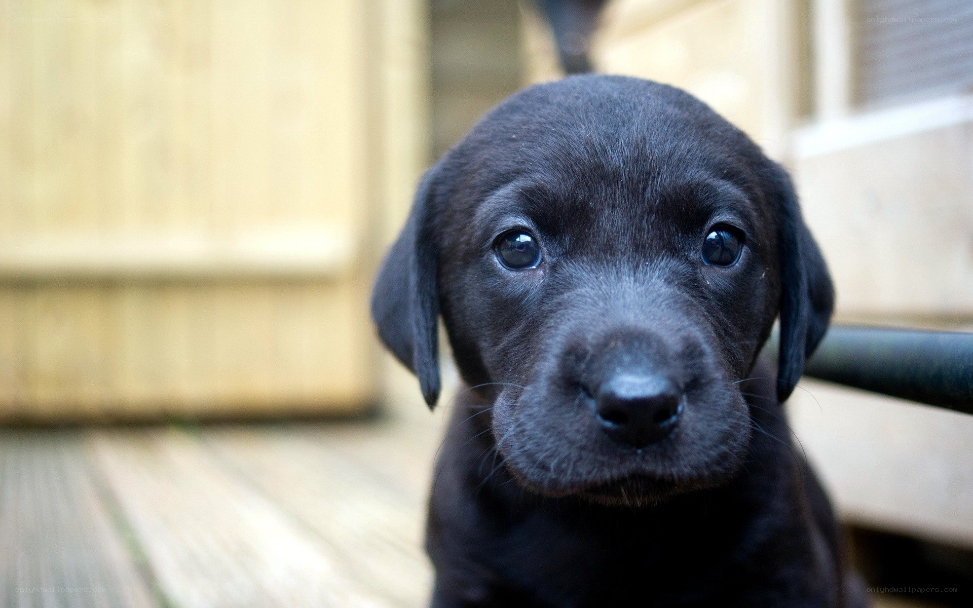 black puppy looking at camera