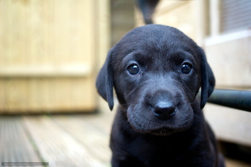 black puppy looking at camera